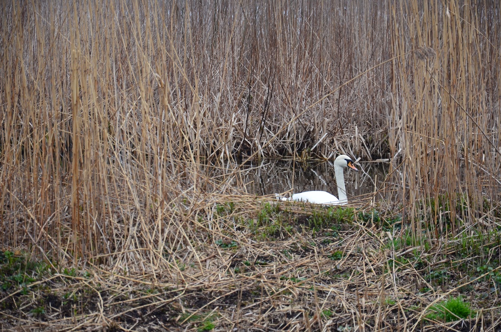2018-04-14 Copenhagen/Utterslev Mose/DSC_0065.JPG